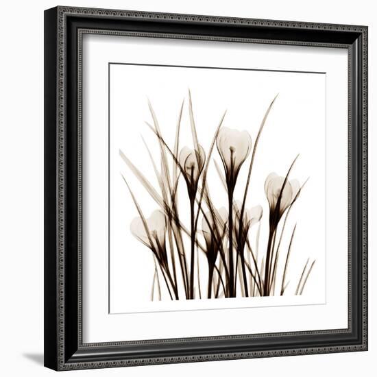 Crocus Sienna-Albert Koetsier-Framed Art Print