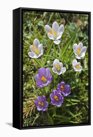 Crocus Sp-Dr. Keith Wheeler-Framed Premier Image Canvas