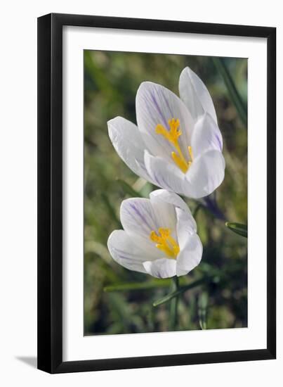 Crocus Sp-Dr. Keith Wheeler-Framed Photographic Print