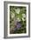 Crocus Sp-Dr. Keith Wheeler-Framed Photographic Print