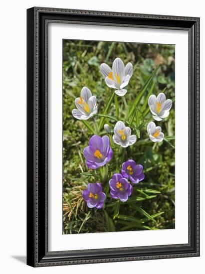 Crocus Sp-Dr. Keith Wheeler-Framed Photographic Print