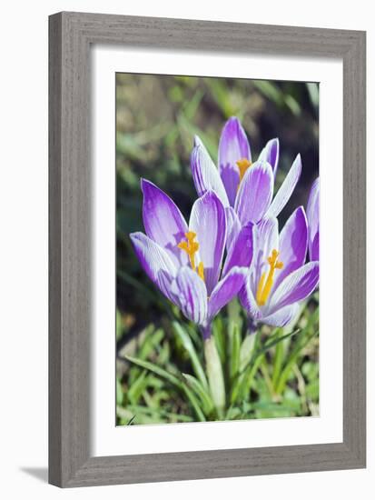 Crocus Sp-Dr. Keith Wheeler-Framed Photographic Print