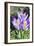 Crocus Sp-Dr. Keith Wheeler-Framed Photographic Print