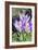 Crocus Sp-Dr. Keith Wheeler-Framed Photographic Print