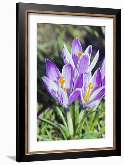 Crocus Sp-Dr. Keith Wheeler-Framed Photographic Print