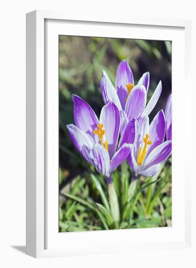 Crocus Sp-Dr. Keith Wheeler-Framed Photographic Print