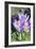 Crocus Sp-Dr. Keith Wheeler-Framed Photographic Print