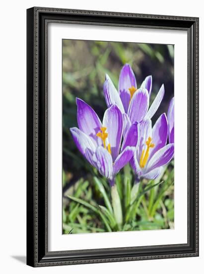 Crocus Sp-Dr. Keith Wheeler-Framed Photographic Print