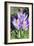 Crocus Sp-Dr. Keith Wheeler-Framed Photographic Print