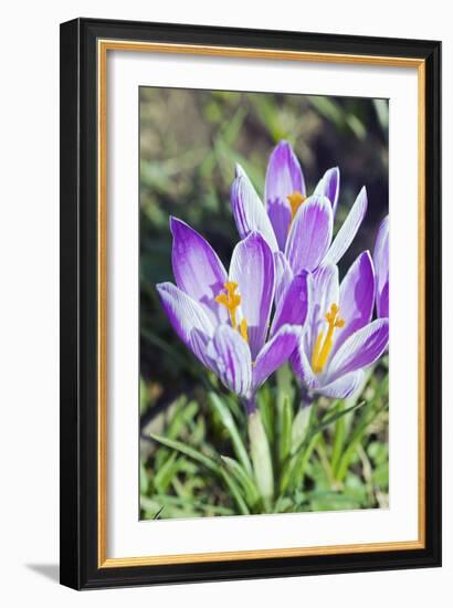 Crocus Sp-Dr. Keith Wheeler-Framed Photographic Print