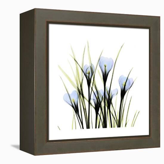 Crocus Square-Albert Koetsier-Framed Stretched Canvas