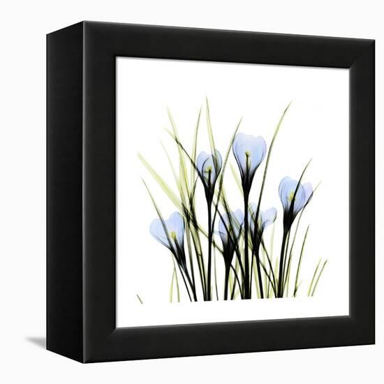 Crocus Square-Albert Koetsier-Framed Stretched Canvas