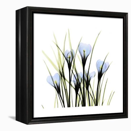 Crocus Square-Albert Koetsier-Framed Stretched Canvas