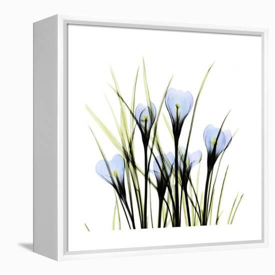 Crocus Square-Albert Koetsier-Framed Stretched Canvas