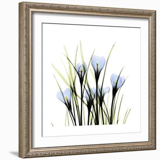 Crocus Square-Albert Koetsier-Framed Art Print