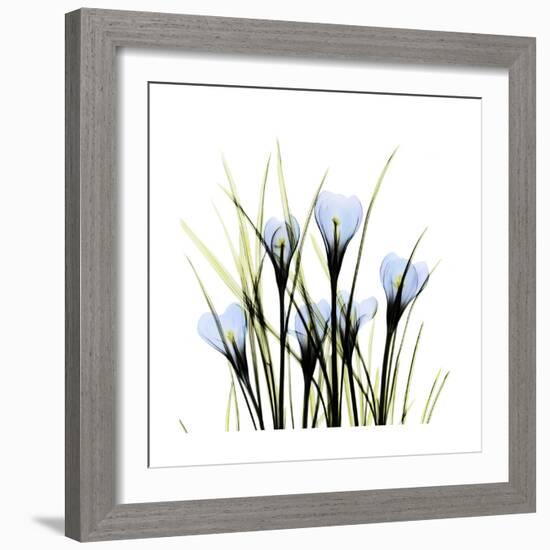 Crocus Square-Albert Koetsier-Framed Art Print