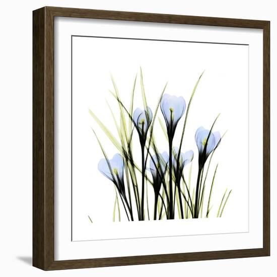 Crocus Square-Albert Koetsier-Framed Art Print