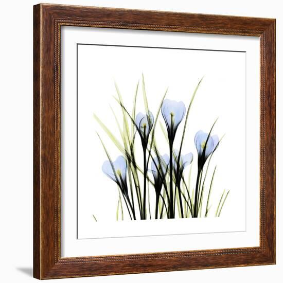 Crocus Square-Albert Koetsier-Framed Art Print