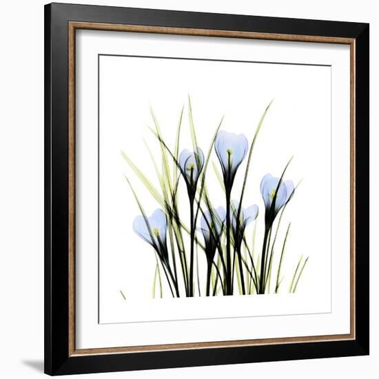 Crocus Square-Albert Koetsier-Framed Art Print