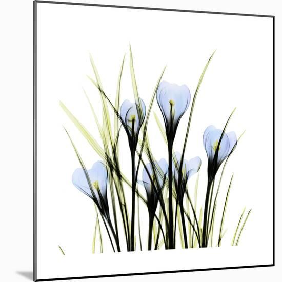 Crocus Square-Albert Koetsier-Mounted Art Print