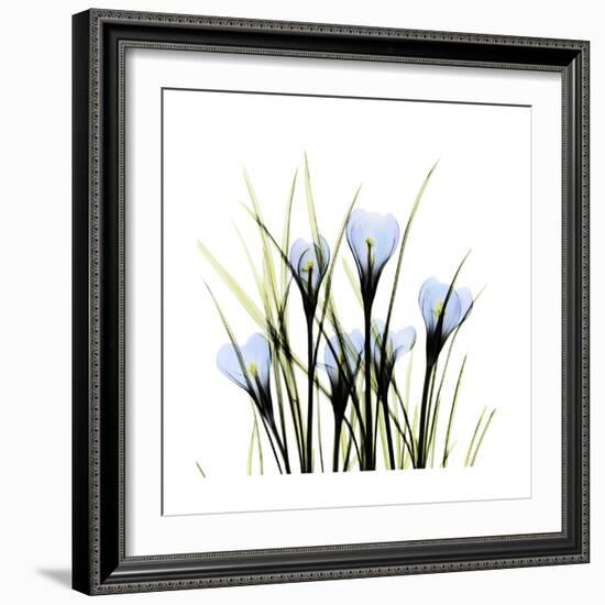 Crocus Square-Albert Koetsier-Framed Art Print