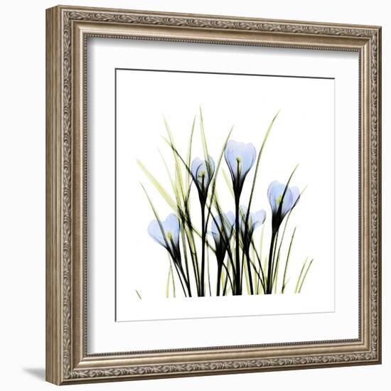 Crocus Square-Albert Koetsier-Framed Art Print