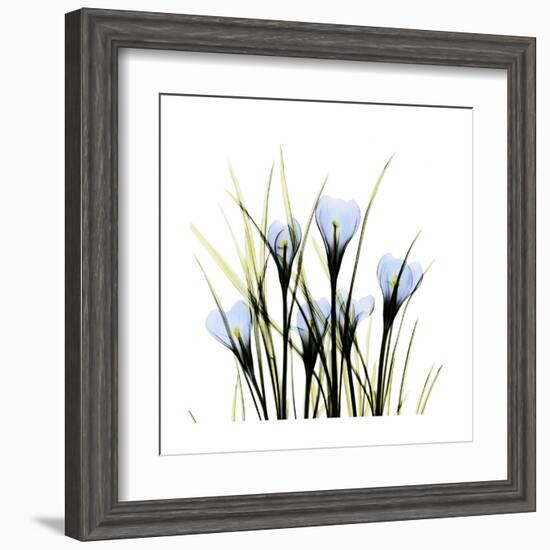 Crocus Square-Albert Koetsier-Framed Art Print