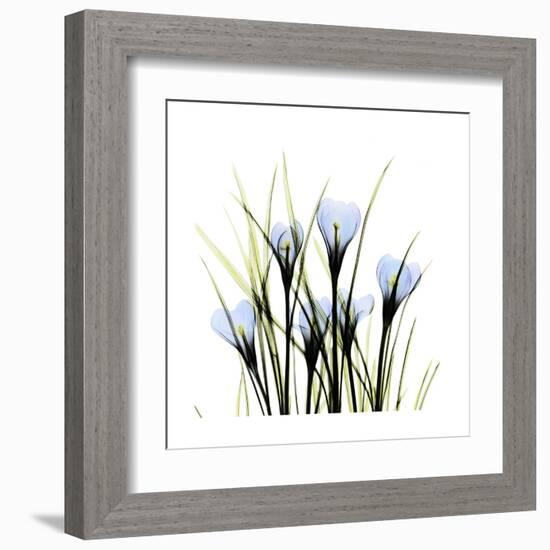 Crocus Square-Albert Koetsier-Framed Art Print