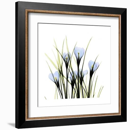 Crocus Square-Albert Koetsier-Framed Art Print