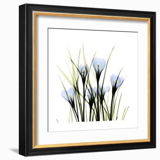 Crocus Square-Albert Koetsier-Framed Art Print