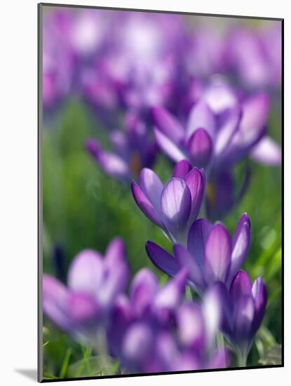 Crocus Tommasinianus-Adrian Bicker-Mounted Photographic Print