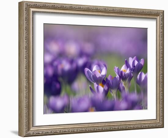 Crocus Tommasinianus-Adrian Bicker-Framed Photographic Print