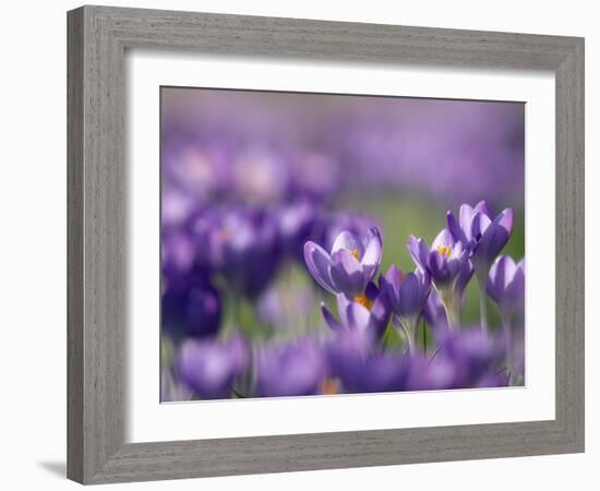 Crocus Tommasinianus-Adrian Bicker-Framed Photographic Print