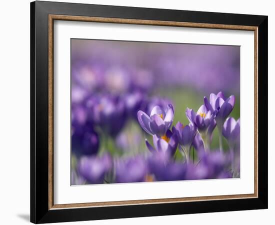 Crocus Tommasinianus-Adrian Bicker-Framed Photographic Print