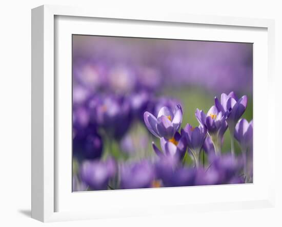 Crocus Tommasinianus-Adrian Bicker-Framed Photographic Print