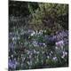 Premium Photographic Print