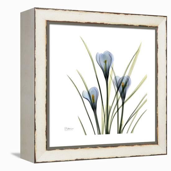 Crocus Whisper-Albert Koetsier-Framed Stretched Canvas