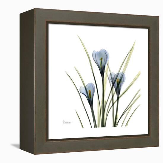 Crocus Whisper-Albert Koetsier-Framed Stretched Canvas