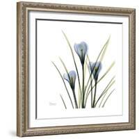 Crocus Whisper-Albert Koetsier-Framed Art Print