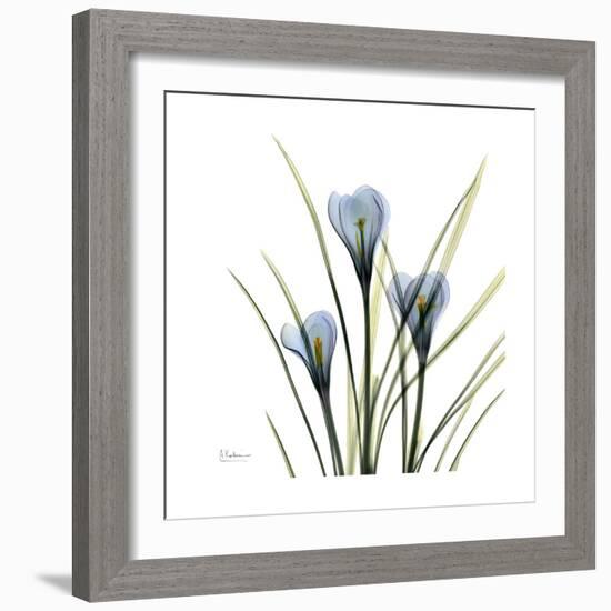 Crocus Whisper-Albert Koetsier-Framed Art Print