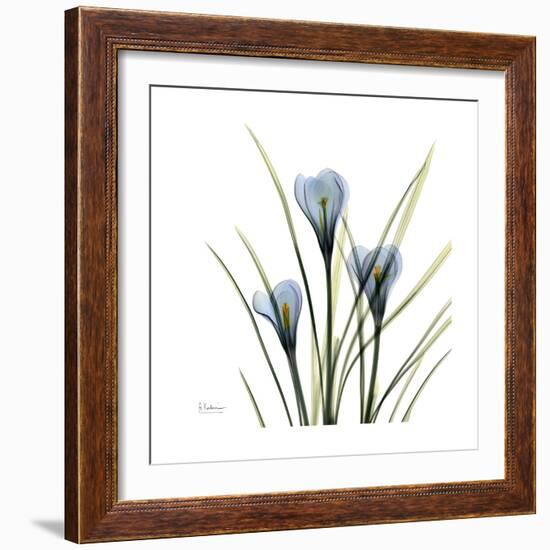 Crocus Whisper-Albert Koetsier-Framed Art Print