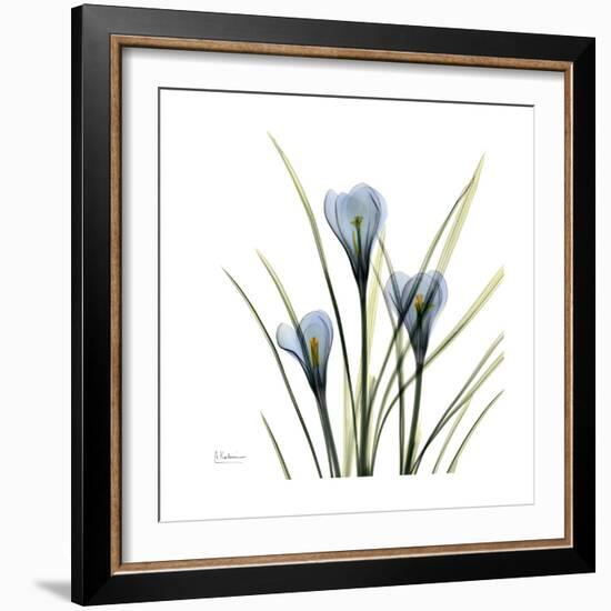 Crocus Whisper-Albert Koetsier-Framed Art Print