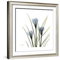 Crocus Whisper-Albert Koetsier-Framed Art Print
