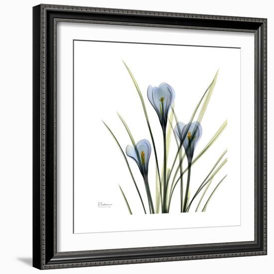 Crocus Whisper-Albert Koetsier-Framed Art Print