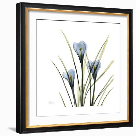 Crocus Whisper-Albert Koetsier-Framed Art Print