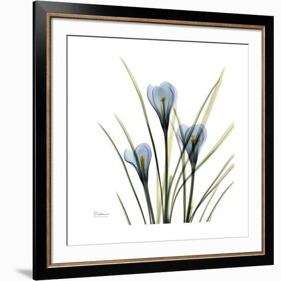 Crocus Whisper-Albert Koetsier-Framed Premium Giclee Print