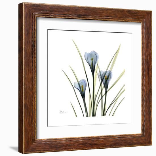 Crocus Whisper-Albert Koetsier-Framed Art Print