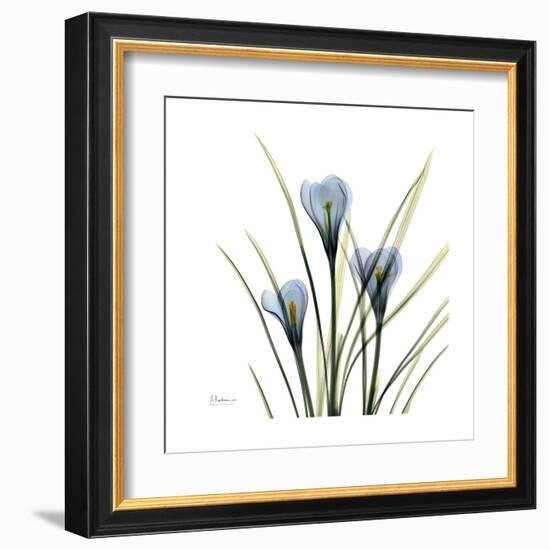 Crocus Whisper-Albert Koetsier-Framed Art Print