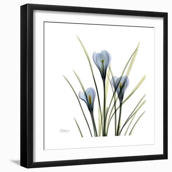 Crocus Whisper-Albert Koetsier-Framed Premium Giclee Print