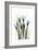 Crocus-Albert Koetsier-Framed Art Print